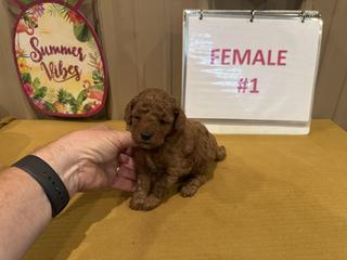 m female 1