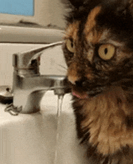 daily-gifdump-3430-28.gif
