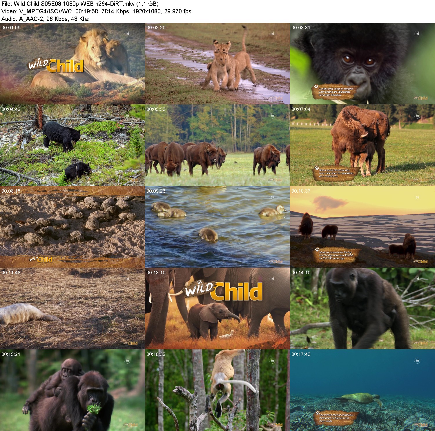 ev6t45soay5l.jpg