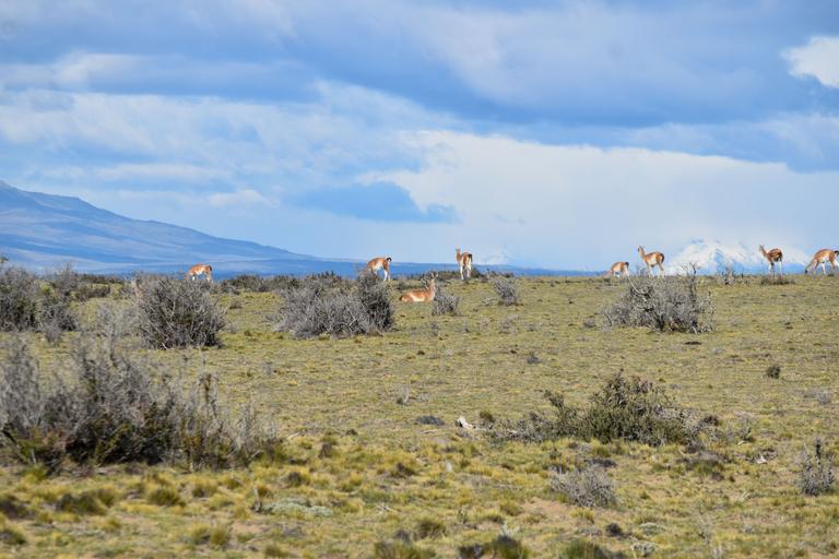В джазе только девушки или аргентинско-бразильский калейдоскоп В джазе только девушки или аргентинско-бразильский калейдоскоп