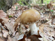 2C8F7033-5C23-4110-9B23-2DF75F00B72F