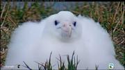 Kép