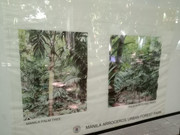 Arroceros-Forest-Park-Manila-Bagras20260715-142205