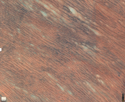 08-Africa-S-South Africa-Kgalagadi Transfrontier Park 3