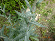 [Obrázky: DSC02165-1.jpg]
