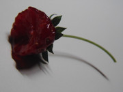 26.6.life and death of a strawberry VI