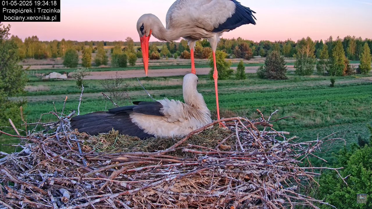 01052025bociany19