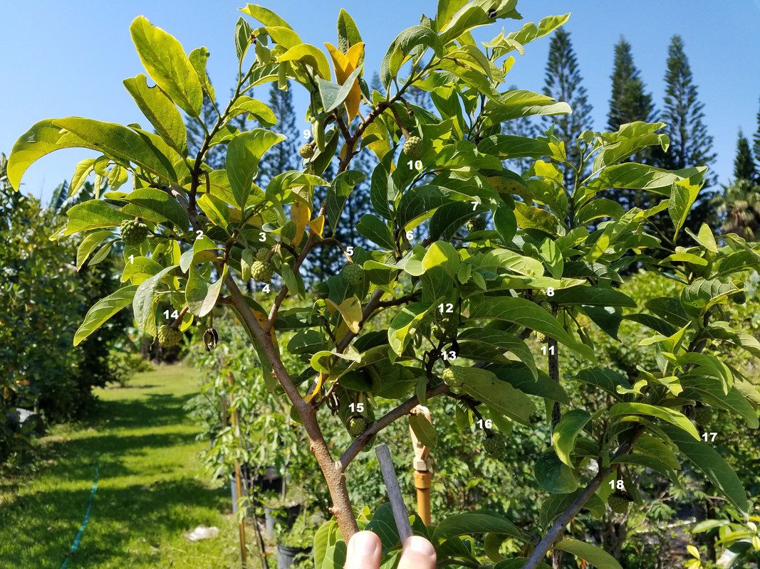 Big Red Seedling pollination