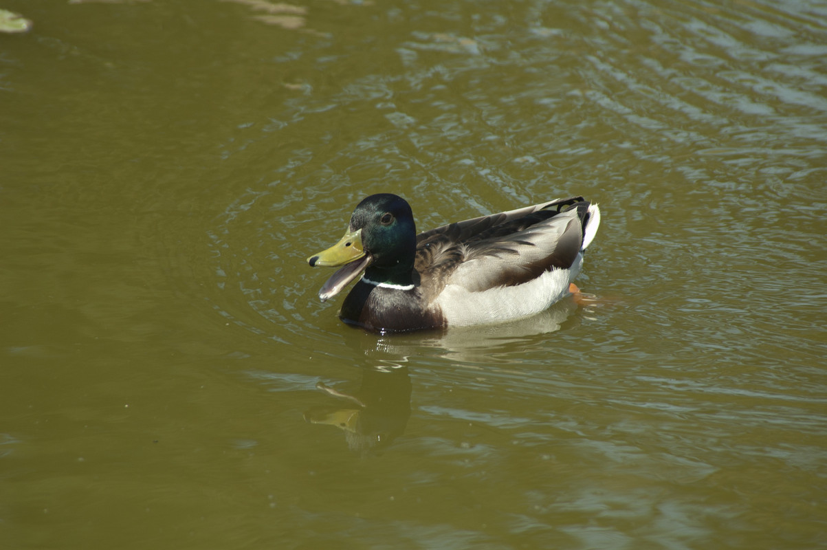 DSC_8995-1