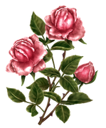 BIBI-PINK-ANGEL-ELEMS-70