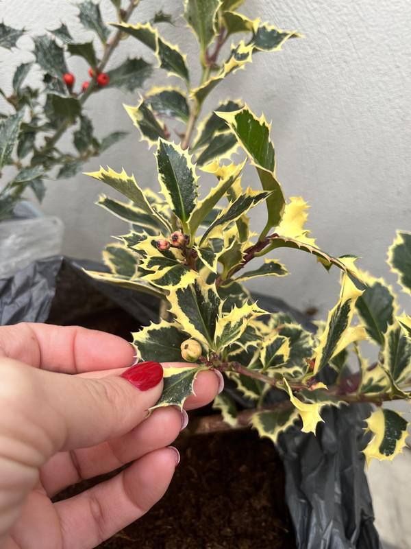 2AA44B96-7C6B-4316-9852-01F341F23CFF