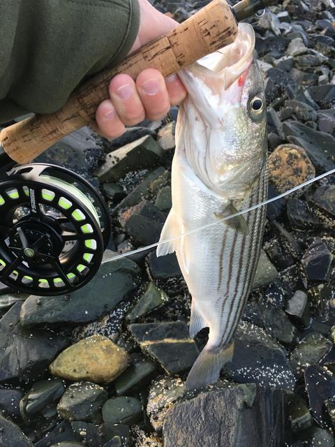 6-3 Striper fly