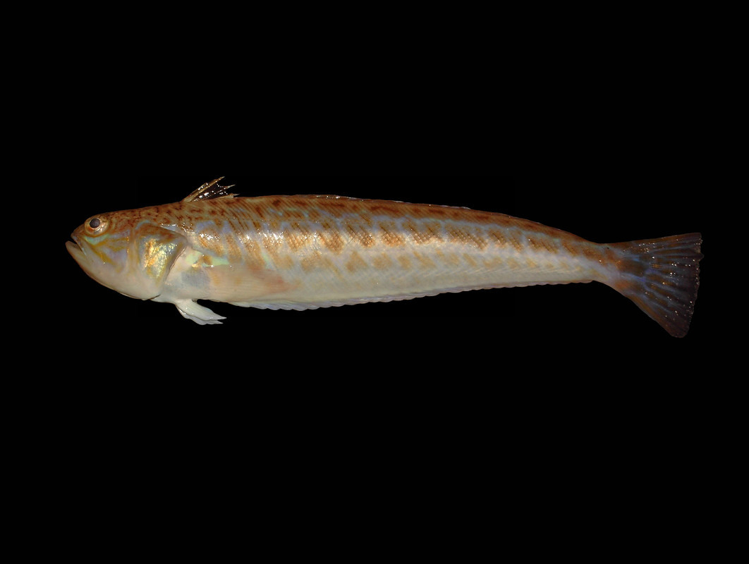 Trachinus_draco