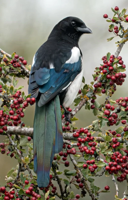 Eurasian-Magpie74627d05cf5082d475ff1b61521ad788-c72fdfad-1280.webp