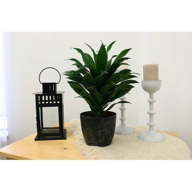 Bring Nature’s Beauty into Your Home: Lowe’s House Plant Sale Bring Nature’s Beauty into Your Home: Lowe’s House Plant Sale