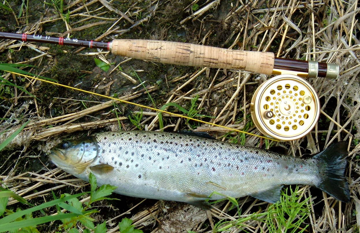 sovereign och öring