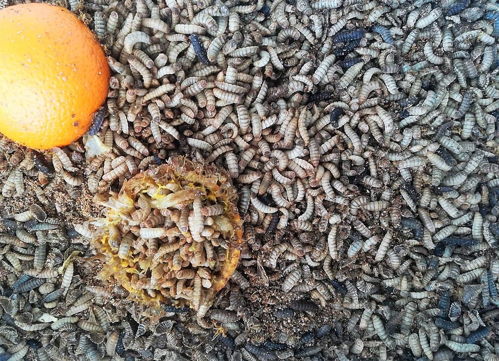 black-soldier-fly-larvae-cream-charcoal.jpg