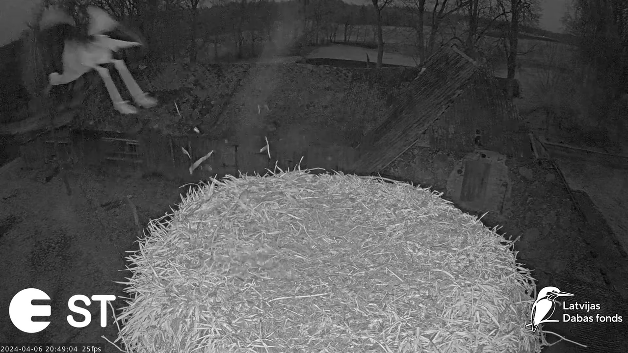 Baltie stārķi (Ciconia ciconia) Tukuma novadā - LDF tiešraide __ White storks in Tukums, Latvia 11-2