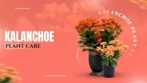 kalanchoe plant care - https://abodelook.com/knowledge-hub/kalanchoe/