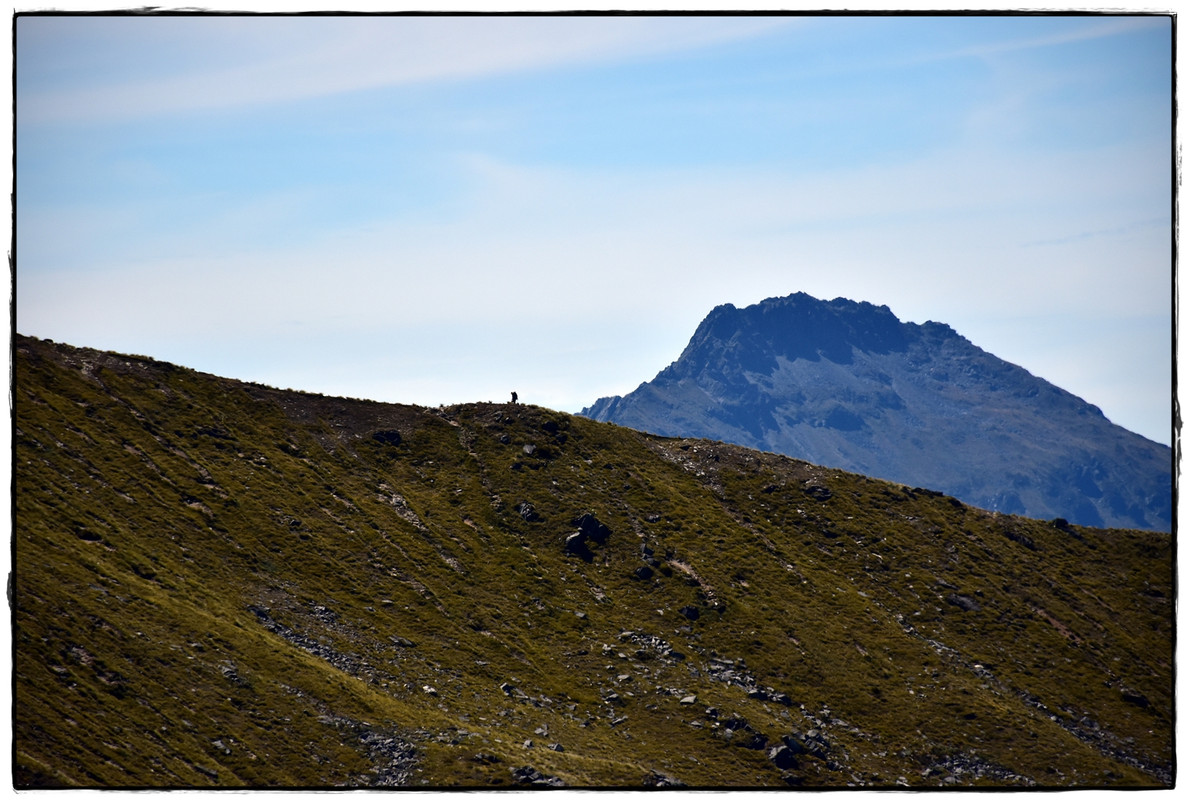 Fiordland NP: Kepler Track (febrero 2022) - Escapadas y rutas por la Nueva Zelanda menos conocida (40)