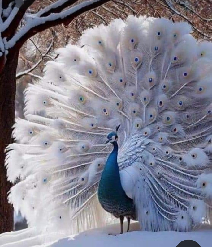 Screenshot_20230327_233125_Pinterest