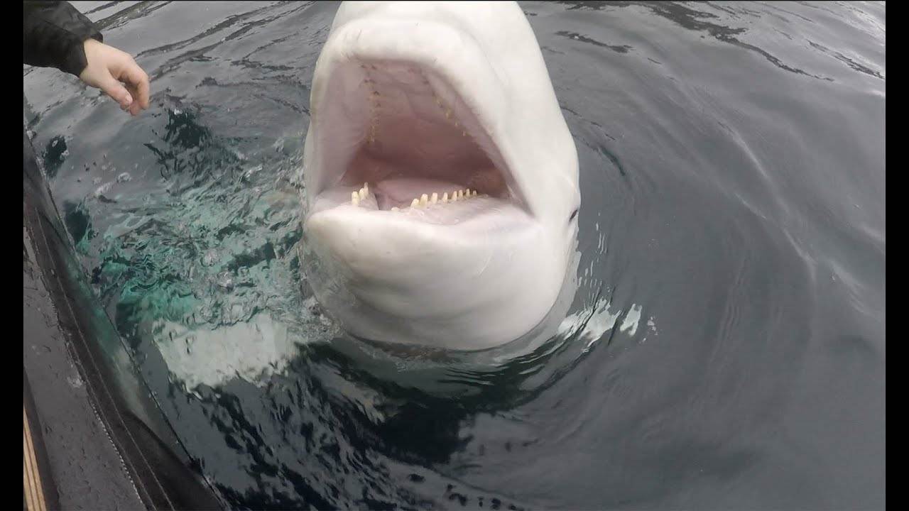 Russia e la balena beluga addestrata per il lavoro di spionaggio.