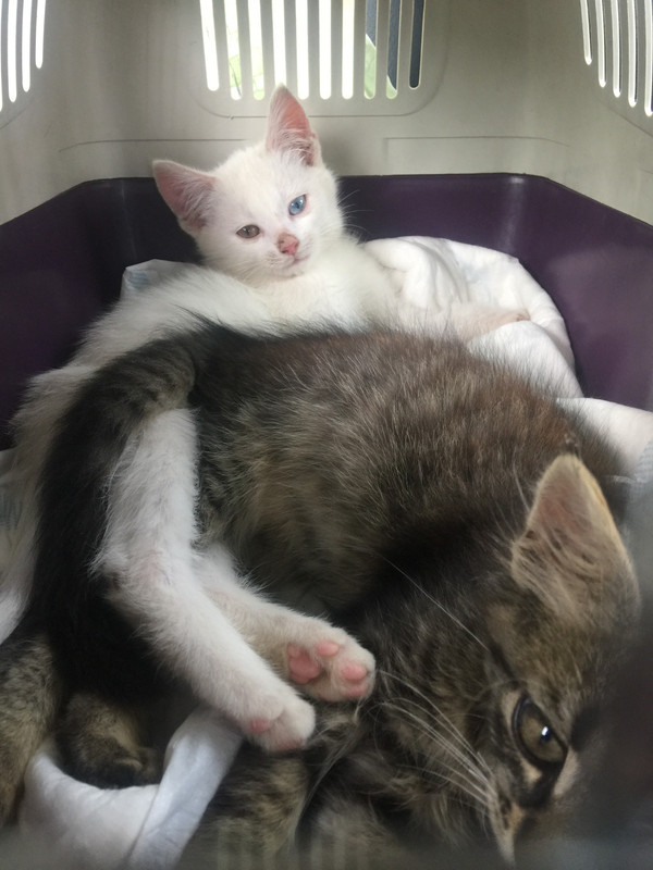 990DE2A3-AFA5-48AB-BA3A-7D6EC2F9F2D3