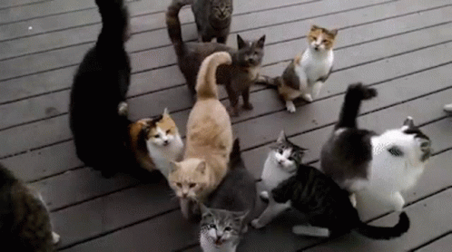 herding-cats.gif