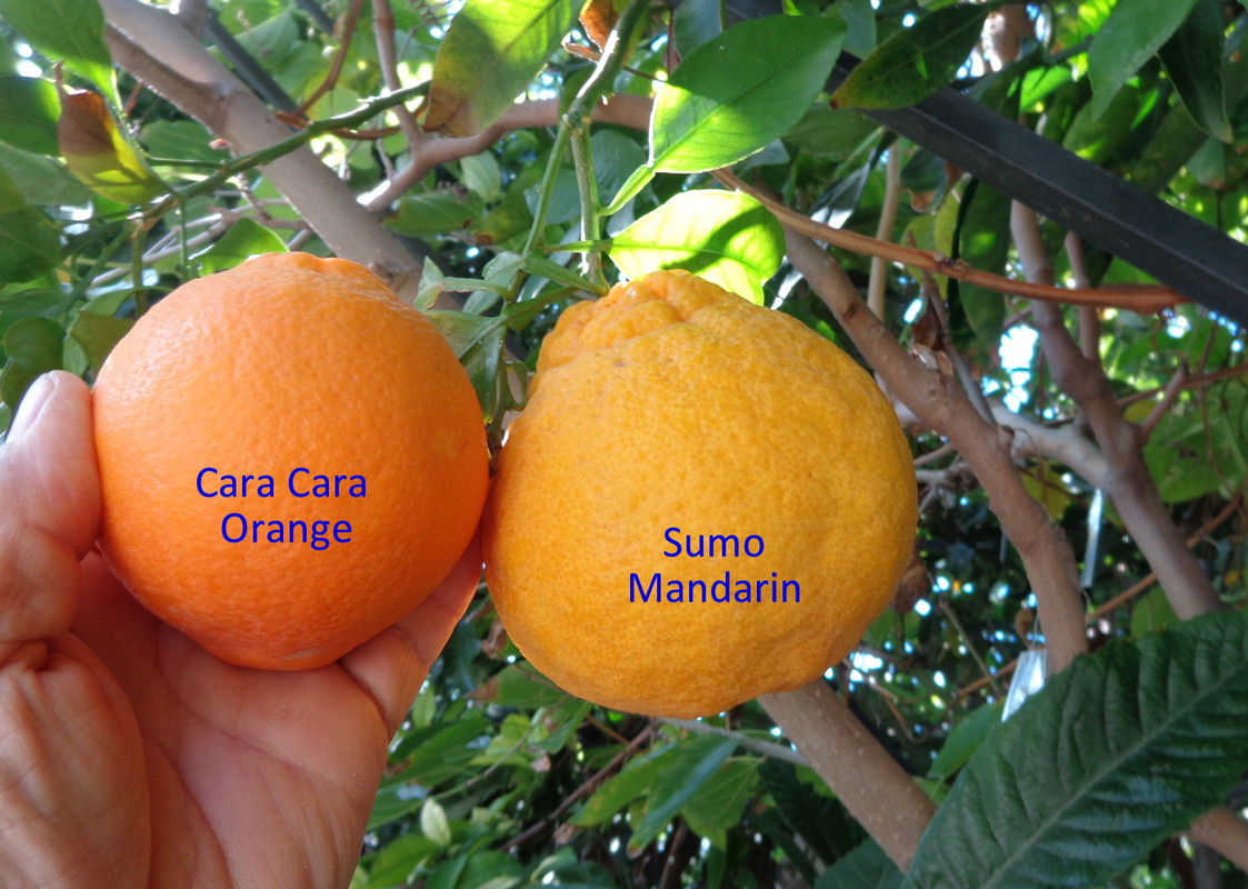 Cara-Cara_Sumo(12-24-22)