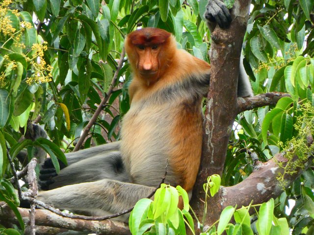 --DÍA 3 (19 junio): Primer día en Borneo - Indonesia 2023 (Borneo - Bali - Gili) (7)