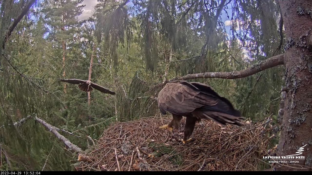 LVM mazais ērglis Lielā sala, egle #2 – Lesser Spotted Eagle 10-58-9 screenshot