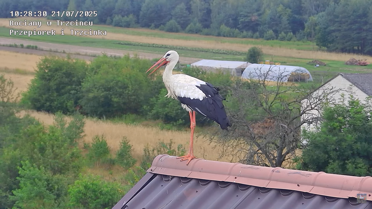 21072025bociany34