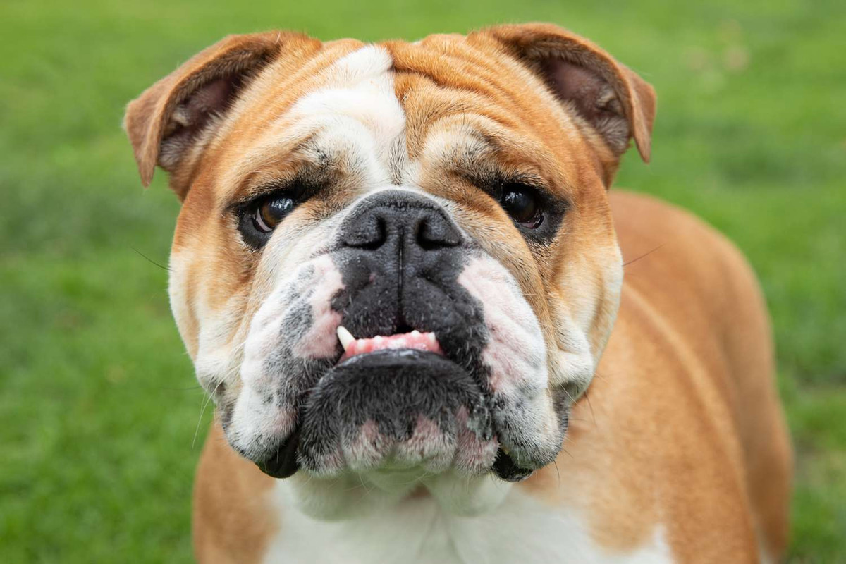 bulldog-2.jpg