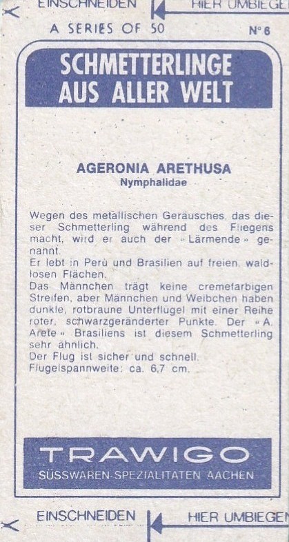 No 6 Ageronia Arethusa Back