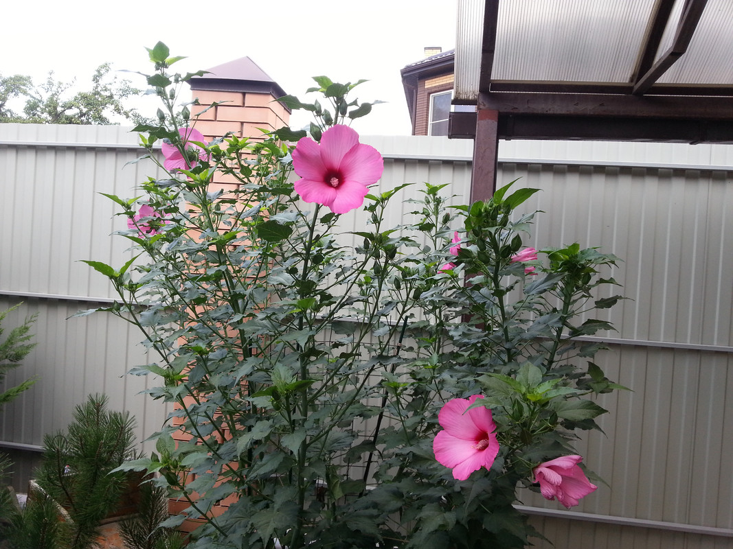 20180724_064732