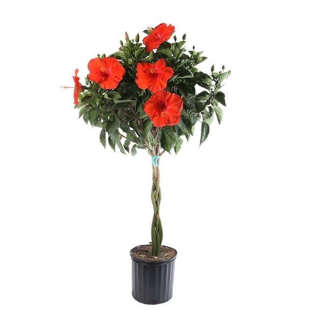 Breathe Life into Your Home: Up to 60% Off House Plants at Lowe’s Breathe Life into Your Home: Up to 60% Off House Plants at Lowe’s