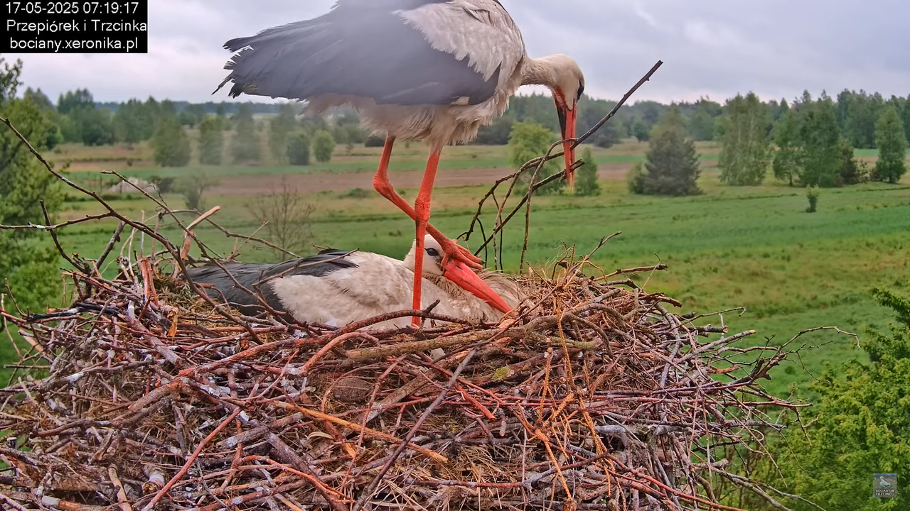 17052025bociany10