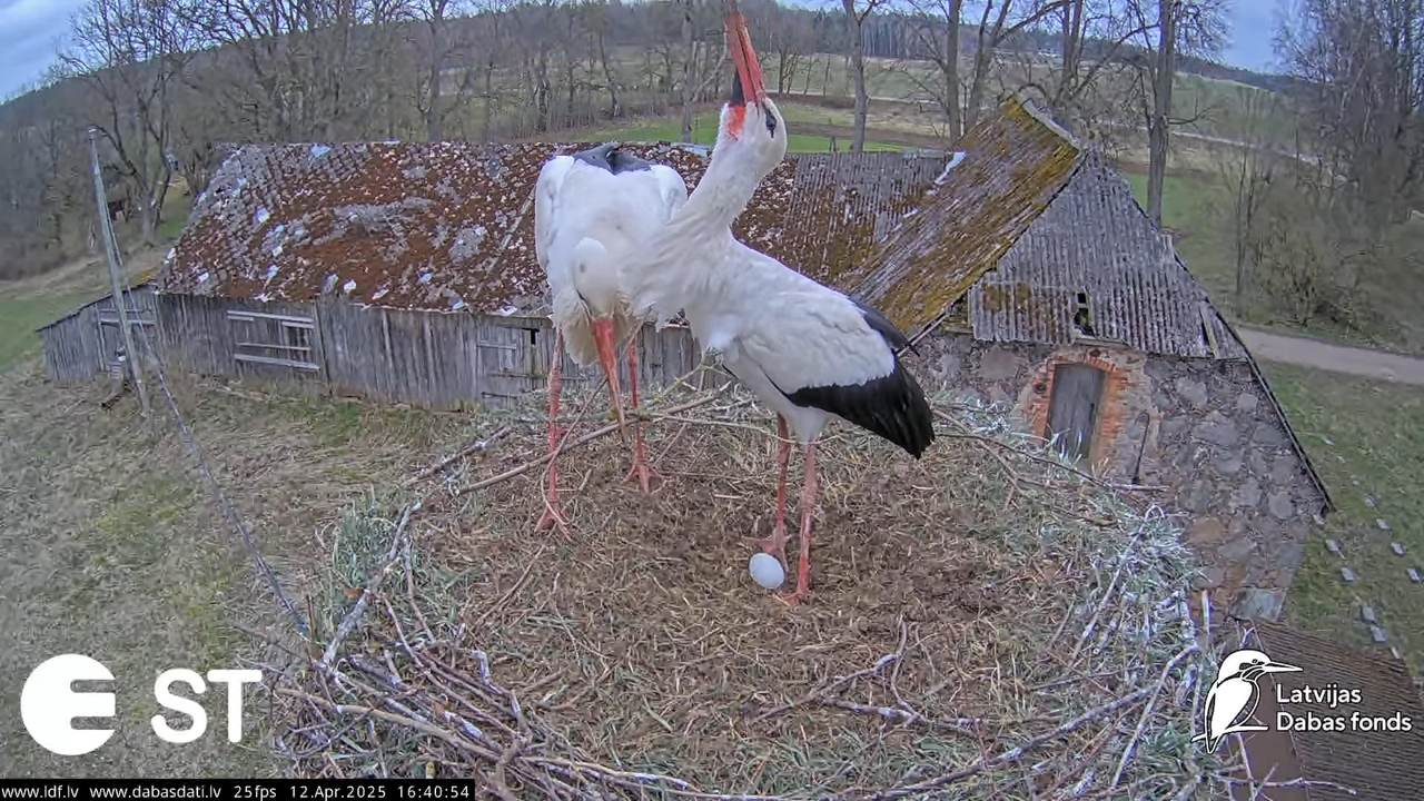 (6) Baltie stārķi (Ciconia ciconia) Tukuma novadā __ White storks in Tukums, Latvia - YouTube - 739_