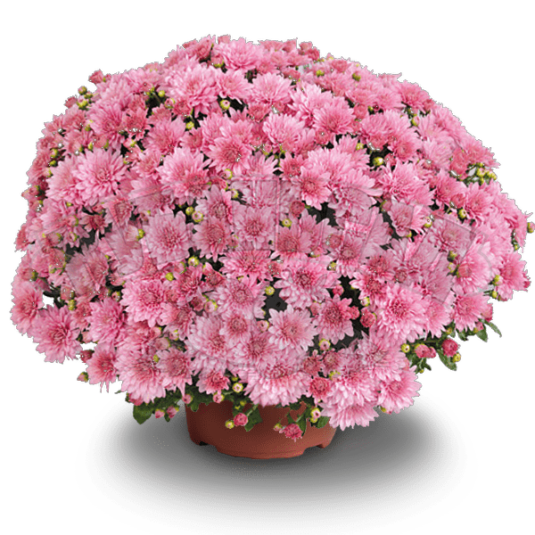 Precocita Eglantine1