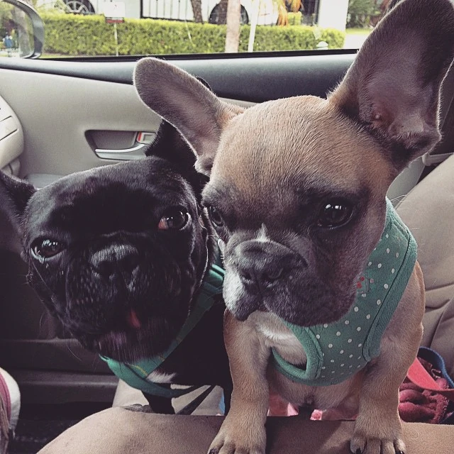 5-23-15-Instagram-002.webp