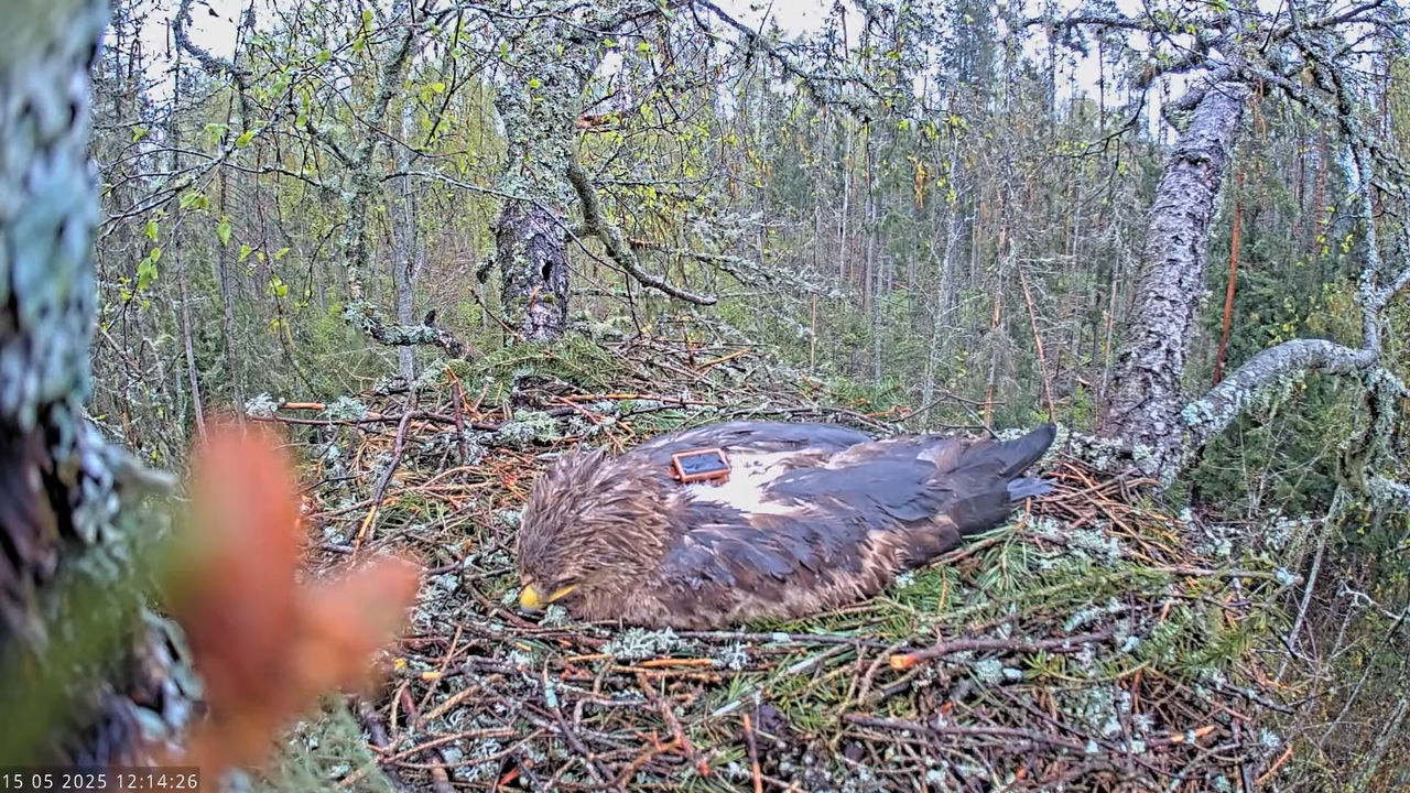 Väike-konnakotkas __ Clanga pomarina __ Lesser Spotted Eagle 18-52-9 screenshot