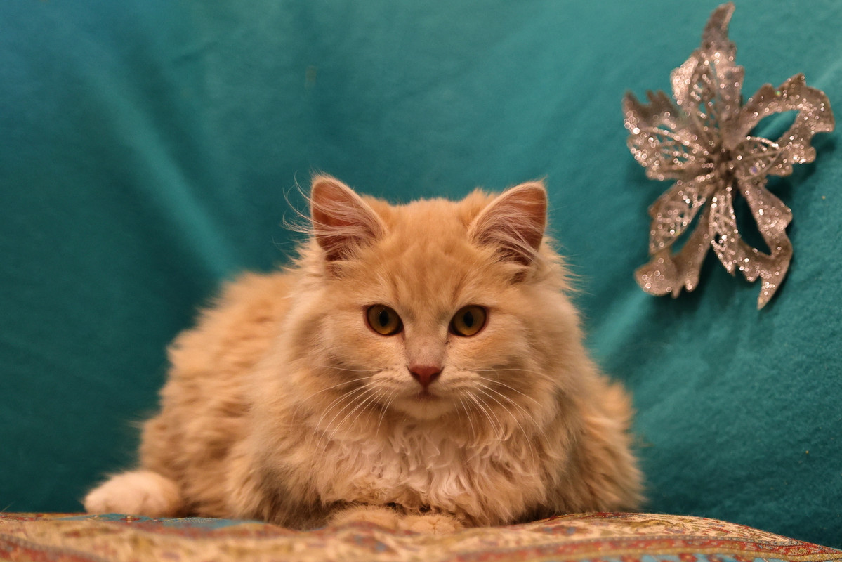 5135F40C-64CC-44AF-8DF0-659EC32525F0