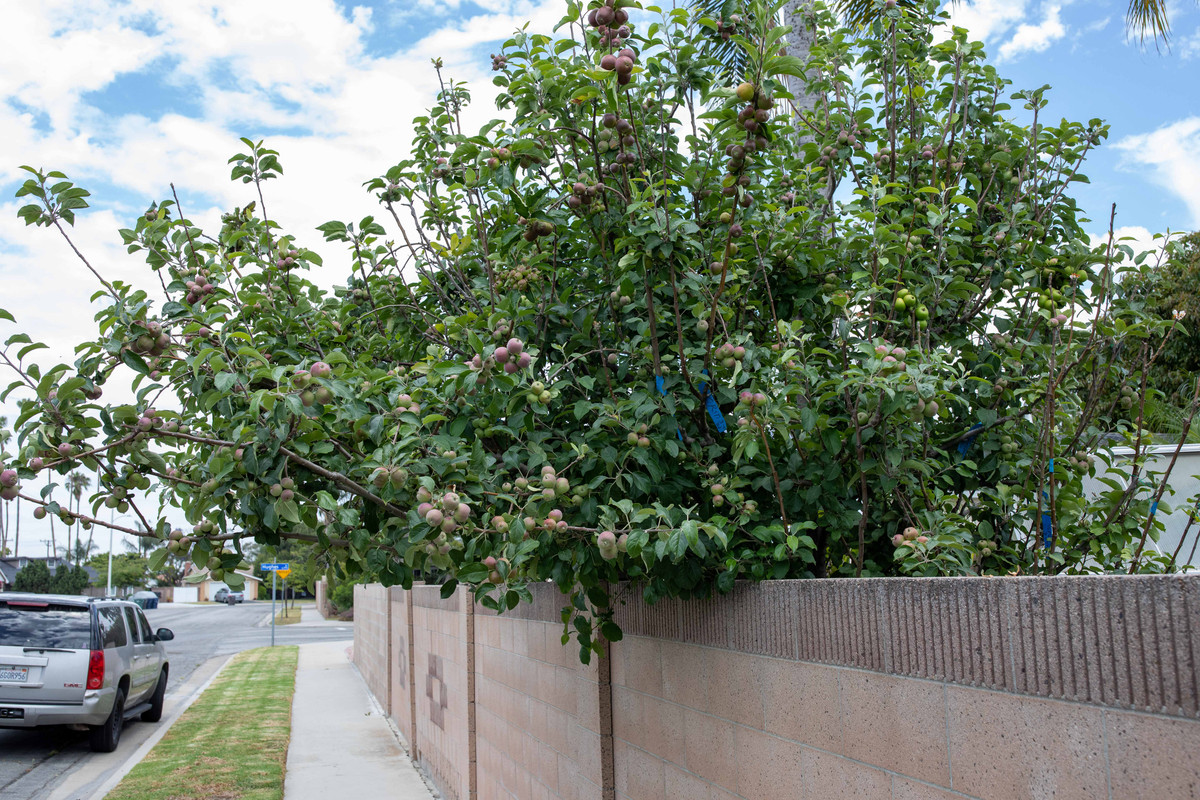 8U1A1001  Fuji Apple Tree with New Growth & Lots of Fruit, AP (6-22-22)