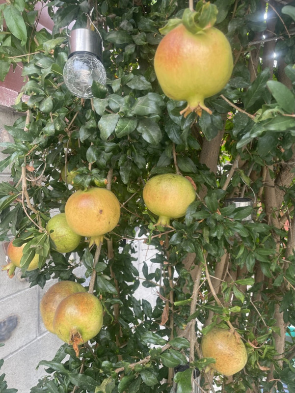 7EC0AC2F-56E9-4986-90E2-0C9106E6AC0B_1_105_c