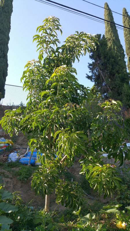 White Sapote (Suebelle7)