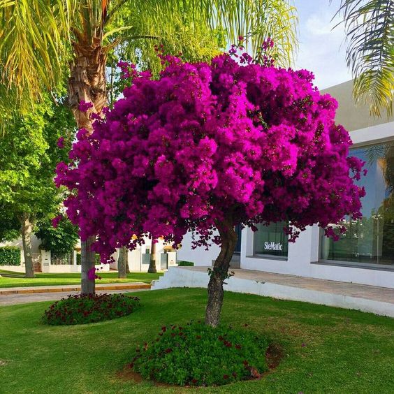 Magentatree.jpg