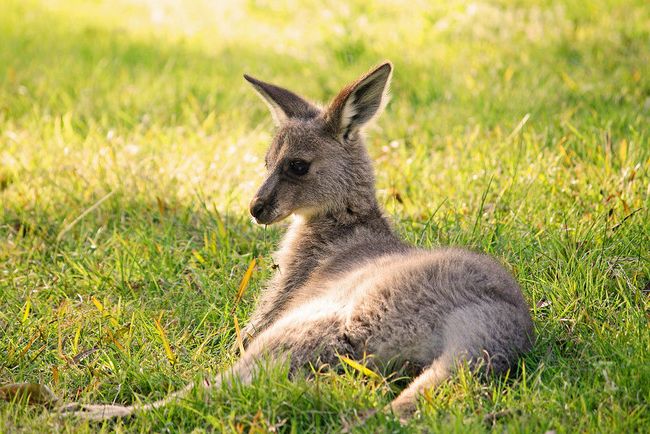 https://i.postimg.cc/4xFYhMJH/wallaby.jpg