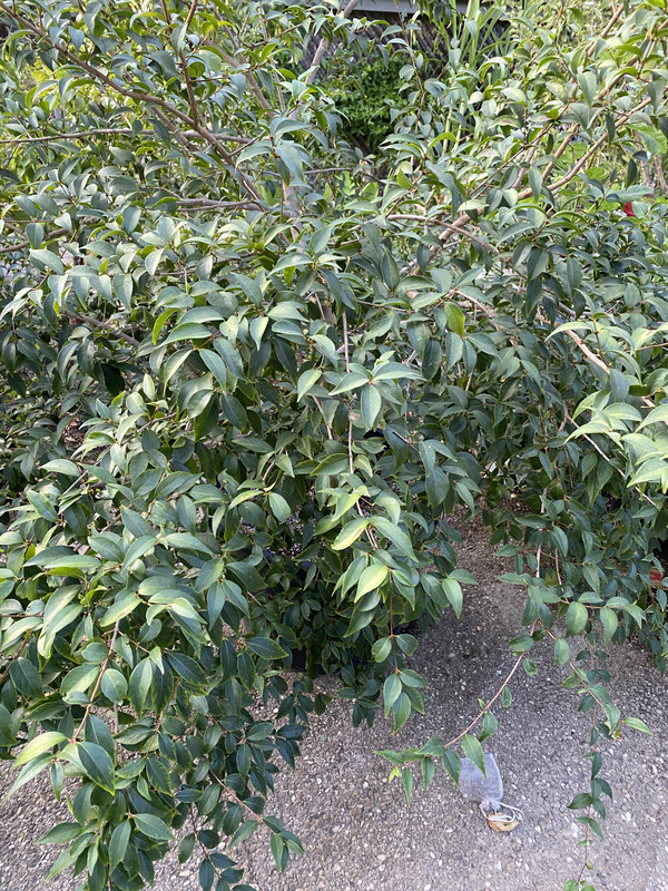 AA5DB21F-13EC-468D-B544-48180E1352DD