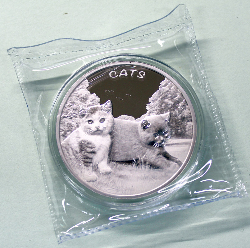 Fij-1-Katze-3-2024-A