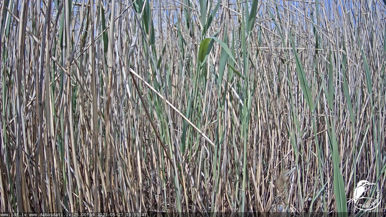 Lielais dumpis (Botaurus stellaris) Engurē - LDF tiešraide 14-3-32 screenshot